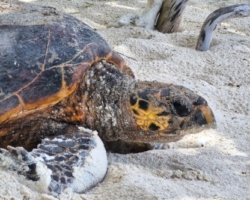 Adopt HS218 Adopt a sea turtle in the Seychelles, to support conservation. Image.
