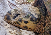 Nesting female hawksbill, Grande Anse, Félicité, Seychelles. Image.
