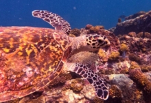 Hawksbill turtle, Ile Coco, Félicité, Seychelles. Image.