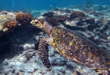 Hawksbill turtle swimming over a reef, Grand Soeur, Félicité, Seychelles. Image.