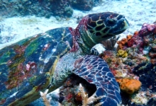Hawksbill turtle, Albatross, Félicité, Seychelles. Image.