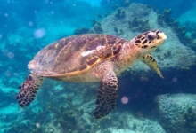 Hawksbill turtle swimming above rocks, Anse Lazio, Praslin, Seychelles. Image.