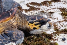 Nesting female hawksbill, Grand Anse, Félicité, Seychelles. Image.
