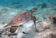 Hawksbill turtle, Grande Anse, Félicité, Seychelles. Image.