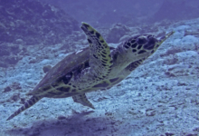 Hawksbill turtle, Albatross, Félicité, Seychelles. Image.