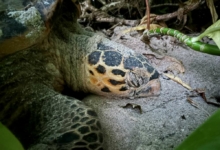 Female hawksbill turtle nesting at Grand Anse, Félicité, Seychelles. Image.