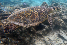 Hawksbill turtle, Anse Peniche, Félicité, Seychelles. Image.