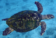 Hawksbill turtle swimmimg, full shell, Anse Peniche, Félicité, Seychelles. Image.