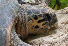 Nesting hawksbill turtle, Grand Anse, Félicité, Seychelles. Image.