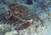 Hawksbill turtle resting on the reef, Helicopter Pad, Félicité, Seychelles. Image.