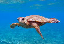 Hawksbill turtle swimming in the blue looking at the camera, Ile Coco, Félicité, Seychelles. Image.