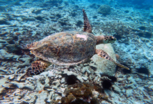 Hawksbill turtle swimming over reef, Ile Coco, Félicité, Seychelles. Image.