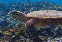 Hawksbill turtle, Anse la Cour, Félicité, Seychelles. Image.