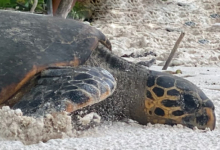 Nesting hawksbill turtle, Grand Anse, Félicité, Seychelles. Image.