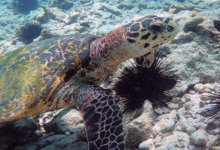 Hawksbill turtle, Helicopter Pad, Félicité Island, Seychelles. Image.