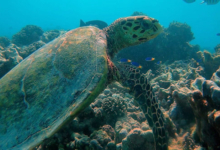 Adopt a turtle, Seychelles. Image.