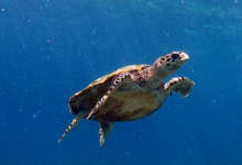 Hawksbill turtle swimming in the blue, Grand Soeur, Félicité, Seychelles. Image.