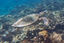 Hawksbill turtle, Grand Soeur, Félicité, Seychelles. Image.