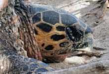 Nesting hawksbill turtle, Anse Petite Boileau, Mahe, Seychelles. Image.