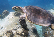 Hawksbill turtle, Anse Peniche, Félicité, Seychelles. Image.