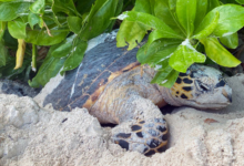Nesting hawksbill turtle, Grand Anse, Félicité, Seychelles. Image.