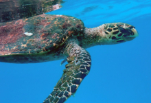 Hawksbill turtle swimming just below the surface, Spa, Félicité, Seychelles. Image.