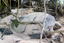 Nesting female hawksbill turtle, Grand Anse, Félicite,, Seychelles. Image.
