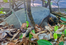 Nesting hawksbill turtle, Security Beach, Félicité, Seychelles. Image.