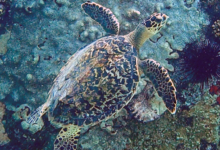 Hawksbill turtle, Anse Peniche, Félicité, Seychelles. Image.