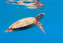 Hawksbill turtle swimming in the blue near the surface, Rocky Road, Félicité, Seychelles. Image.
