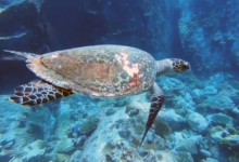 Hawksbill turtle swimming, Marianne, Félicité, Seychelles. Image.