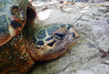 Nesting hawksbill turtle, Anse Takamaka, Félicité, Seychelles. Image.