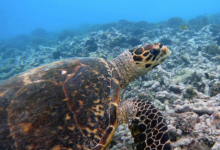 Hawksbill turtle swimming over reef, Helicopter Pad, Félicité, Seychelles. Image.
