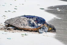 Nesting hawksbill turtle returning to sea, Félicité, Seychelles. Image.