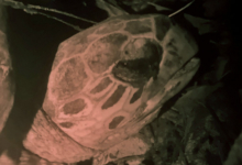 Hawksbill turtle, Grand Anse, Félicite, Seychelles. Image.