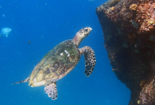 Hawksbill turtle, Petite Soeur, Félicité, Seychelles. Image.