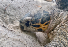 Nesting hawksbill turtle, Grand Anse, Félicié, Seychelles. Image.