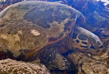 Nesting female hawksbill turtle, Grand Anse, Félicié, Seychelles. Image.