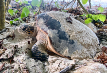Nesting hawksbill turtle, Grand Anse, Félicié, Seychelles. Image.