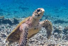 Hawksbill turtle, Ile Coco, Félicité, Seychelles. Image.