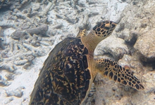 Hawksbill, Ile Coco, Félicité, Seychelles. Image.