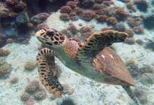 Hawksbill turtle, Ile la Fouche, Félicié, Seychelles. Image.