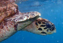 Hawksbill turtle, Ile Coco, Seychelles. Image.