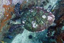 Adopted hawksbill turtle, Seychelles.