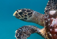 Hawksbill turtle, Anse Takamaka, Mahé, Seychelles. Image.