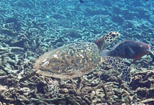 Hawksbill turtle, Grande Coeur, Félicité, Seychelles. Image.