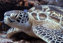 Green turtle sleeping, Baie Ternay, Mahe, Seychelles. Image.