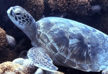 Green turtle looking sideways at camera, Baie Ternay, Mahe, Seychelles. Image.