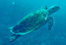 Hawksbill turtle, Beau Vallon, Mahé, Seychelles. Image.