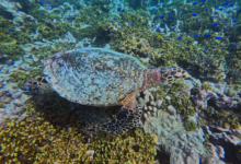 Hawksbill turtle, on coral reef, Booby Rock, Praslin, Seychelles. Image.